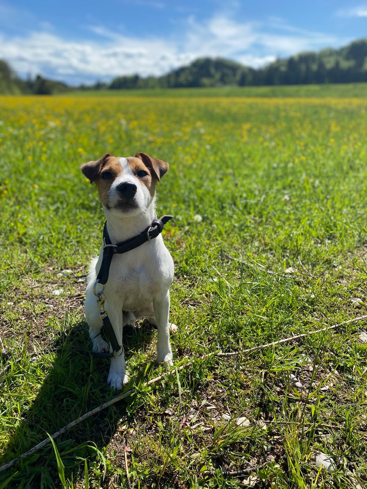 Anton sucht ein neues Zuhause!